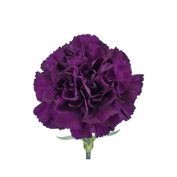 Carnation Nobbio Violet