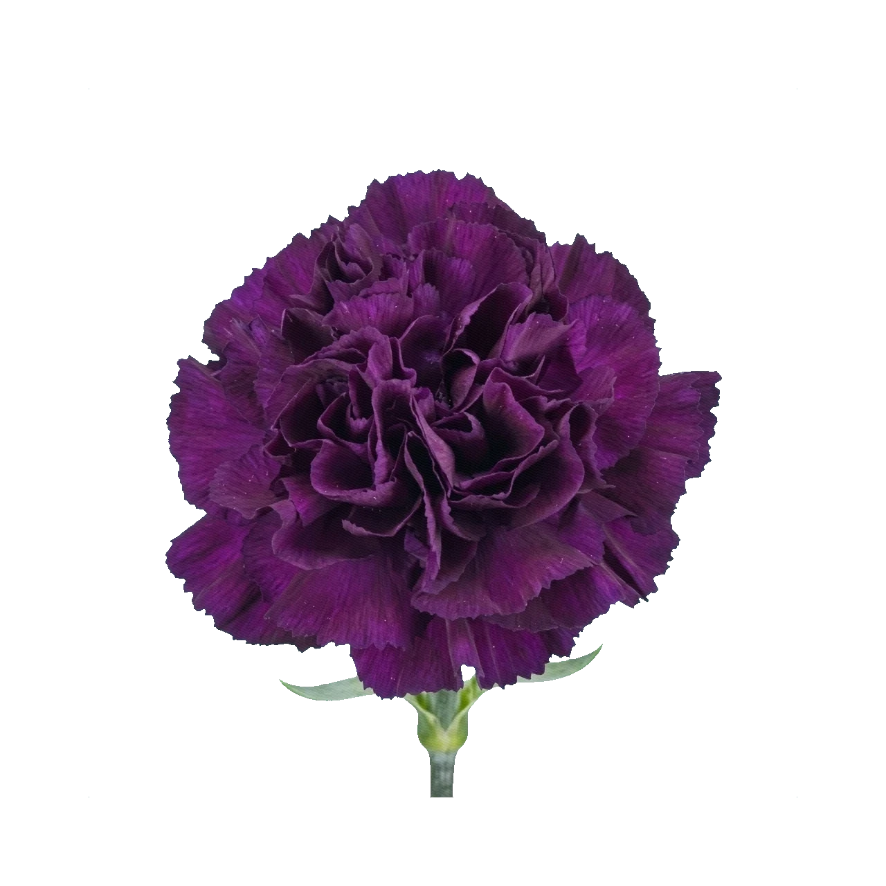 Carnation Nobbio Violet