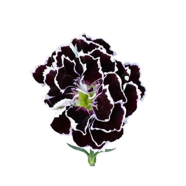 Painted black carnation
