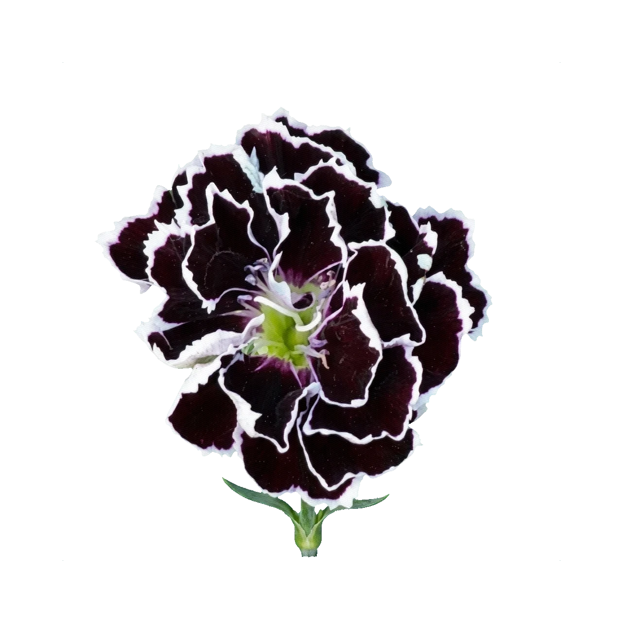 Painted black carnation