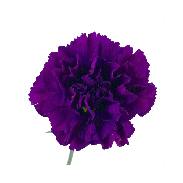 Carnation Tinted Iona Dark