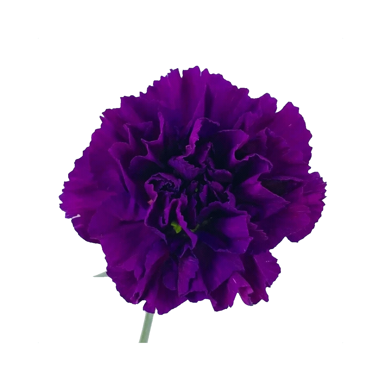 Carnation Tinted Iona Dark