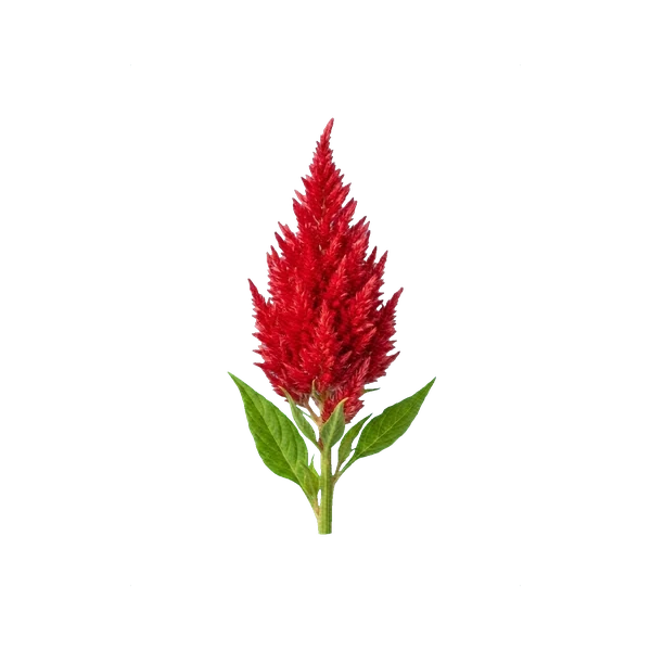 Celosia argentea velvet red