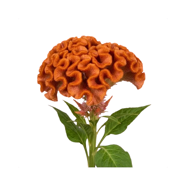 Celosia cristata orange