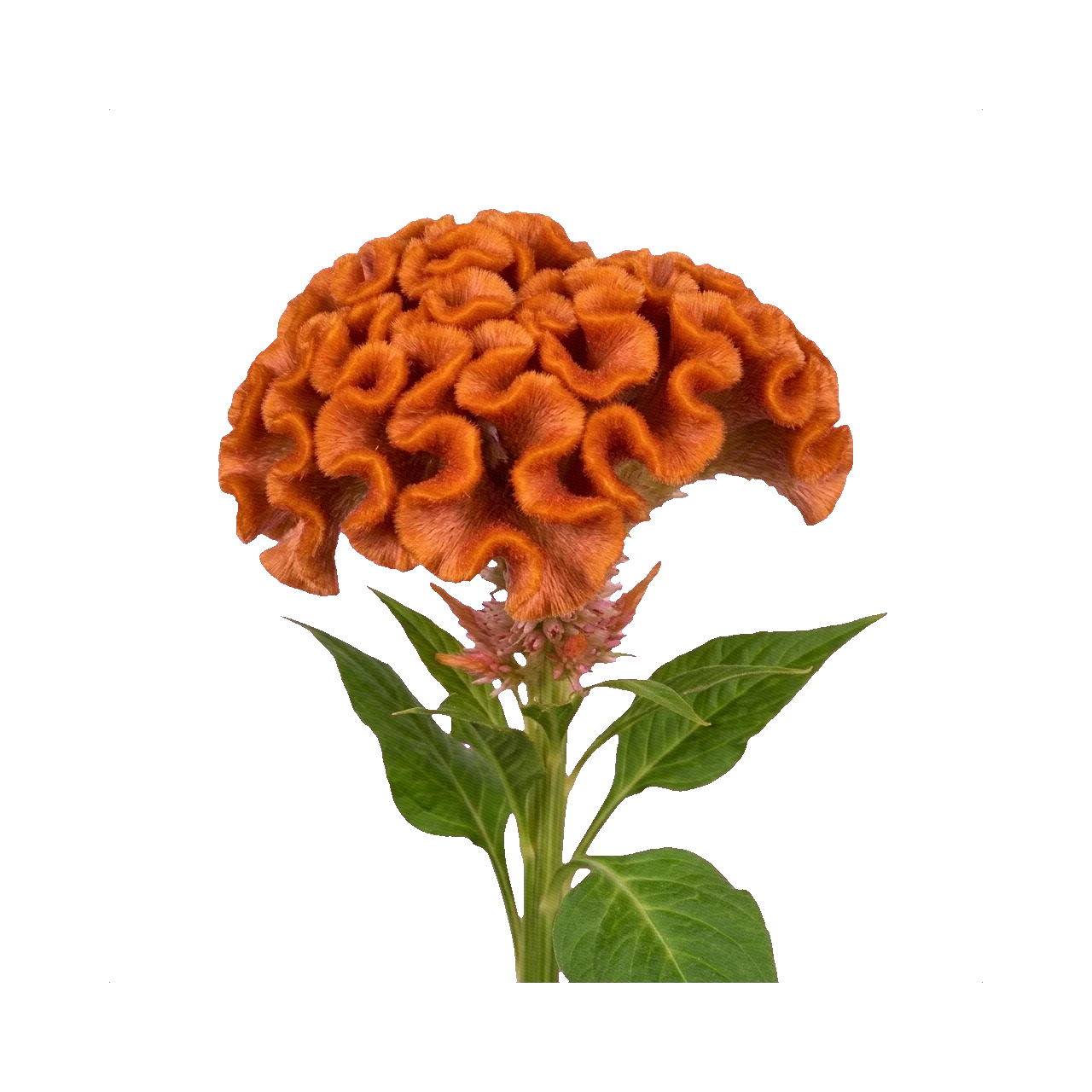 Celosia cristata orange