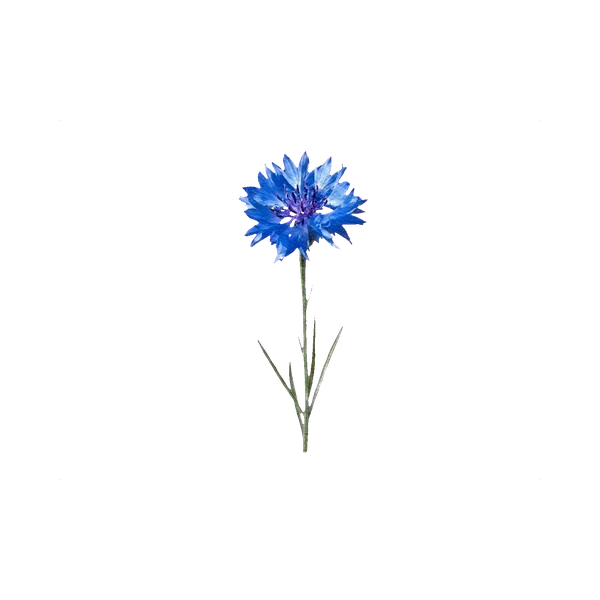 Cornflower blue