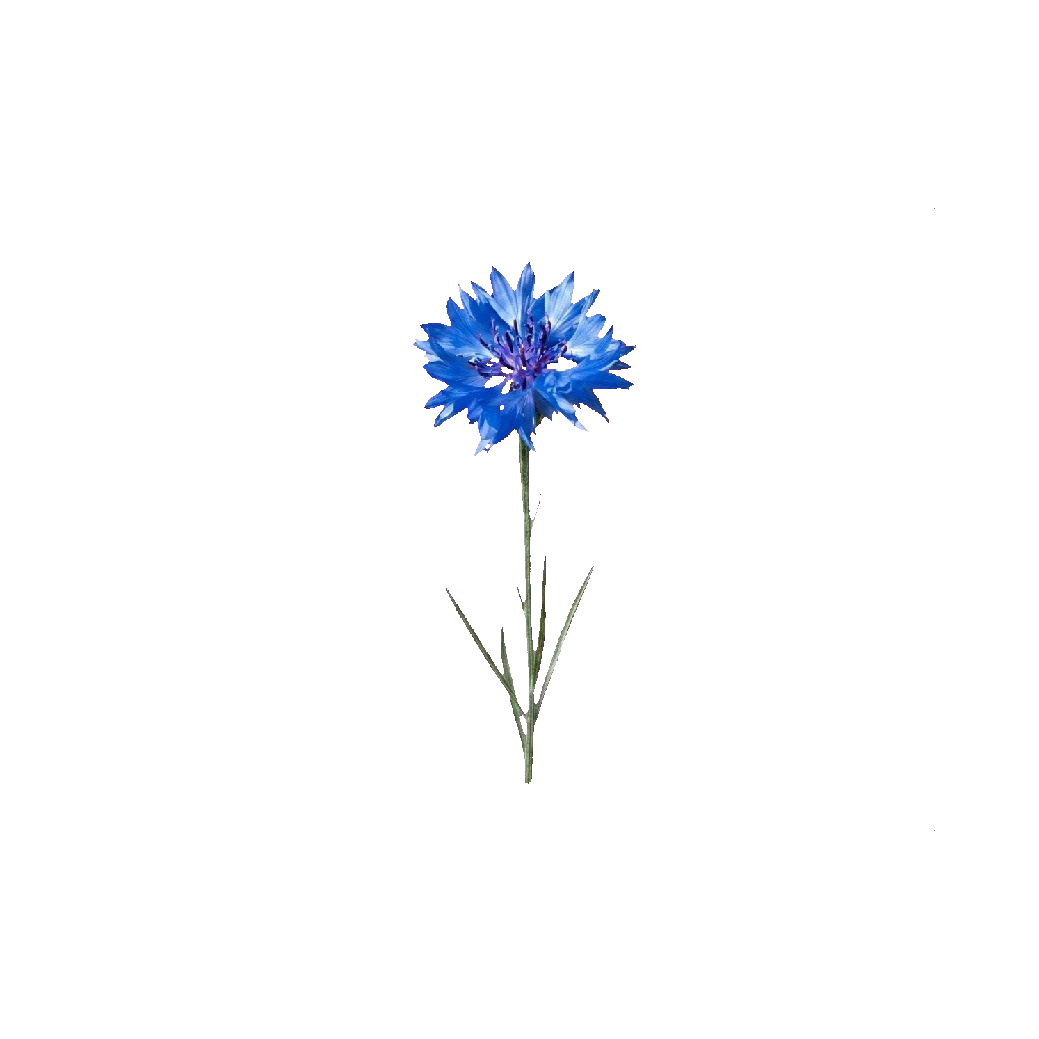 Cornflower