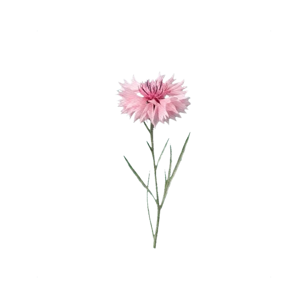 Cornflower pink