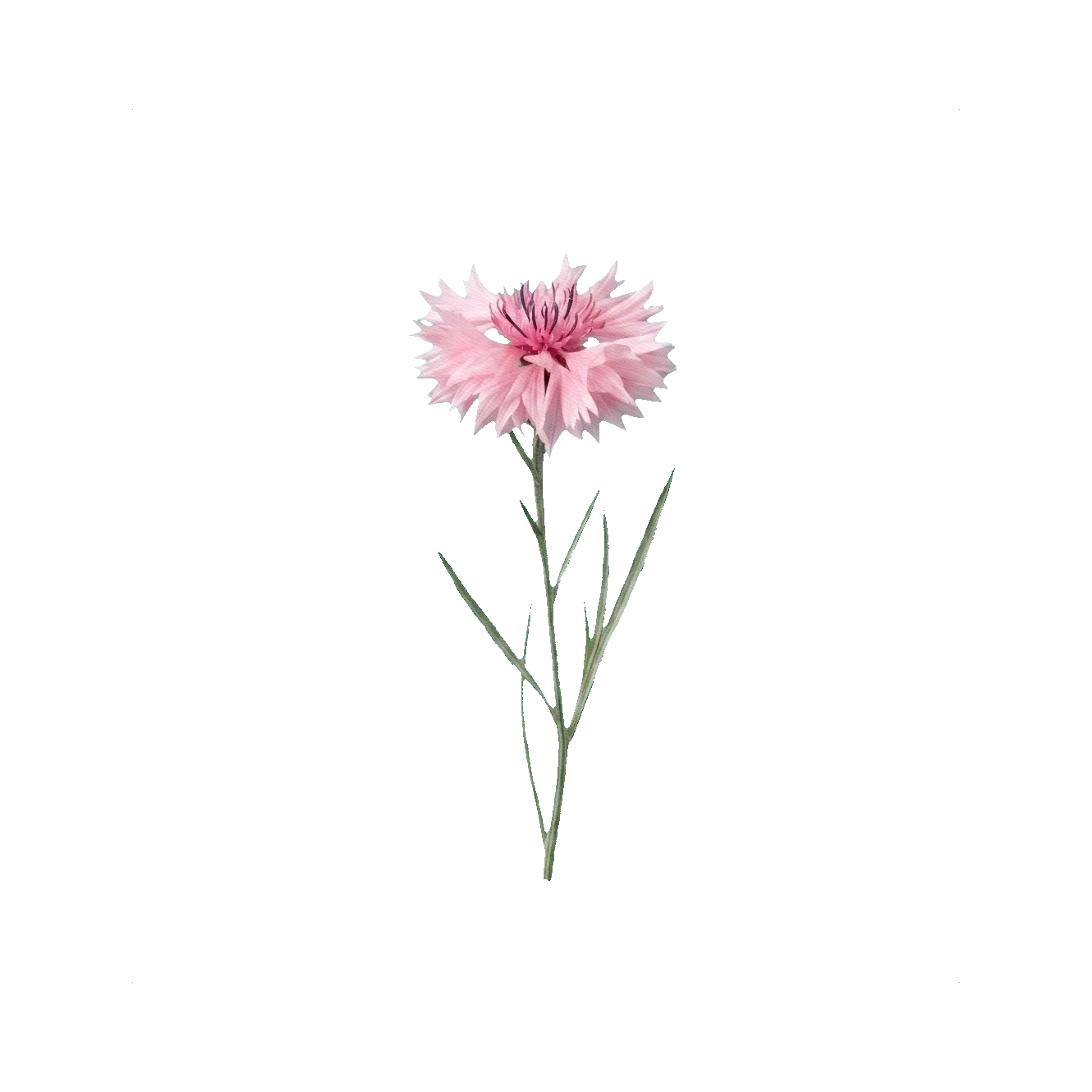 Cornflower pink