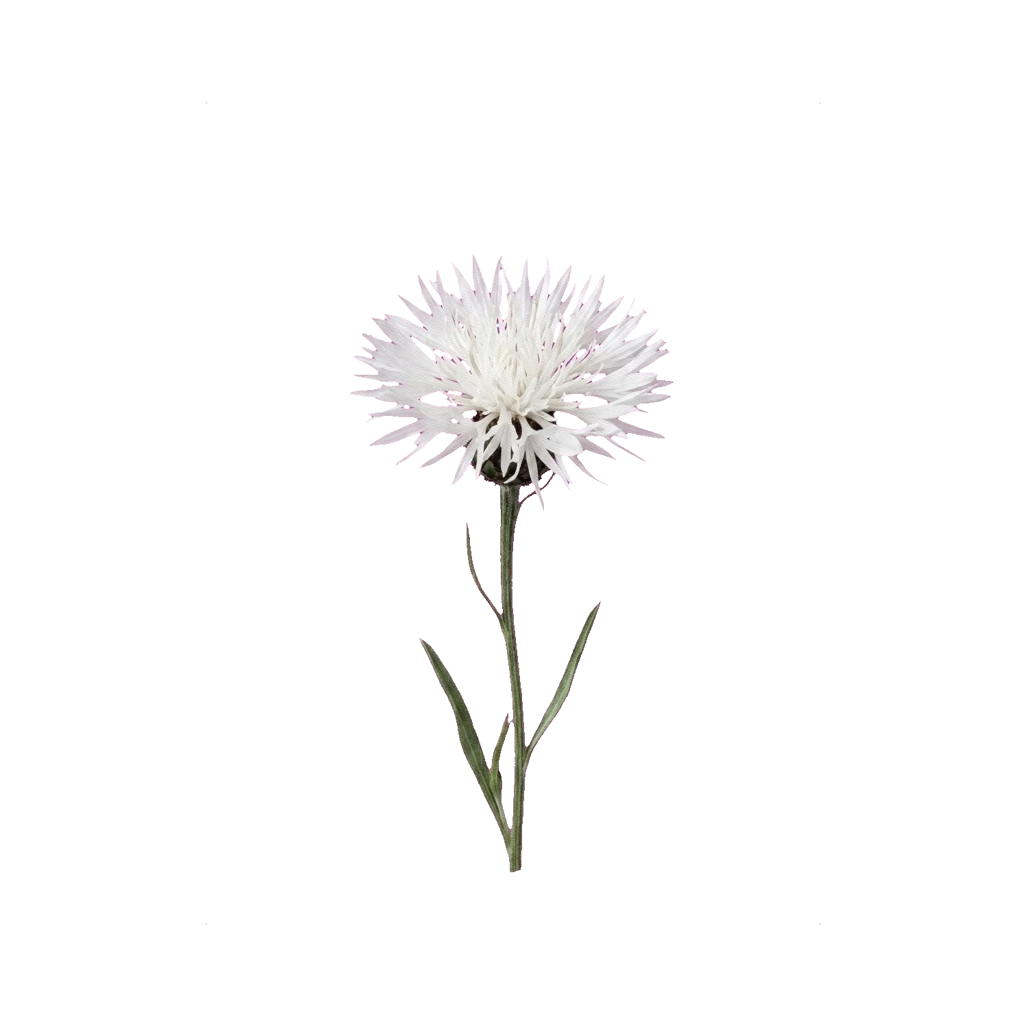 Cornflower white
