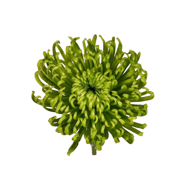 Chrysanthemum Anastasia green