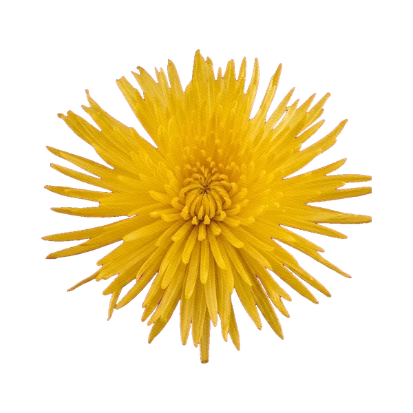 Chrysanthemum Anastasia Sunny