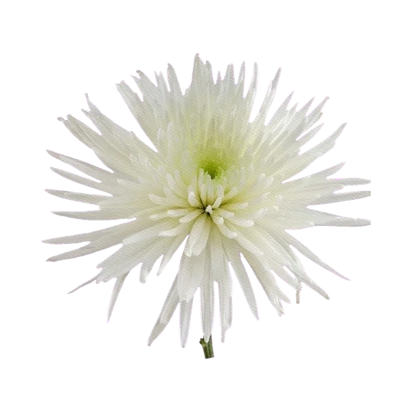 Chrysanthemum Anastasia white
