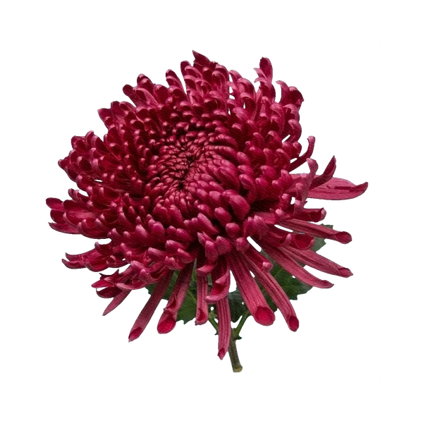Chrysanthemum Antonov Bordeaux