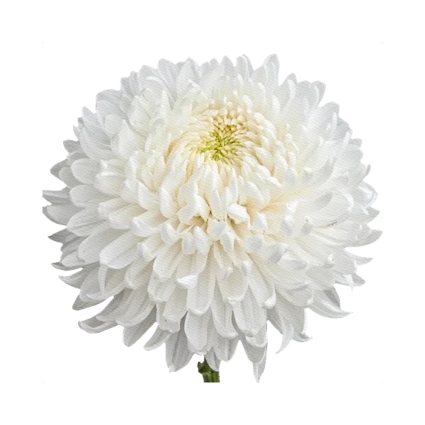 Chrysanthemum Antonov White