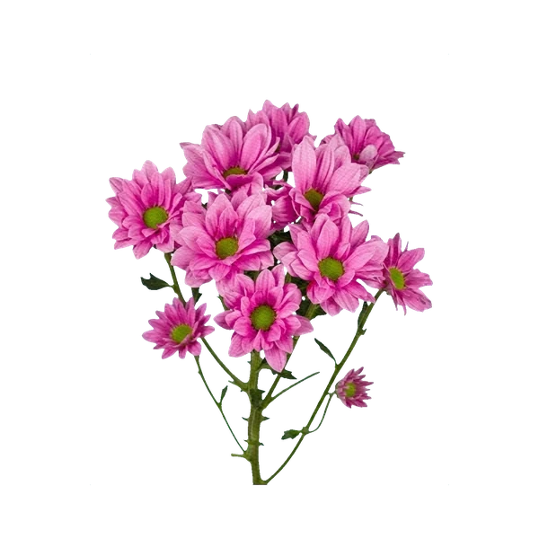 Chrysanthemum Bacardi Pink