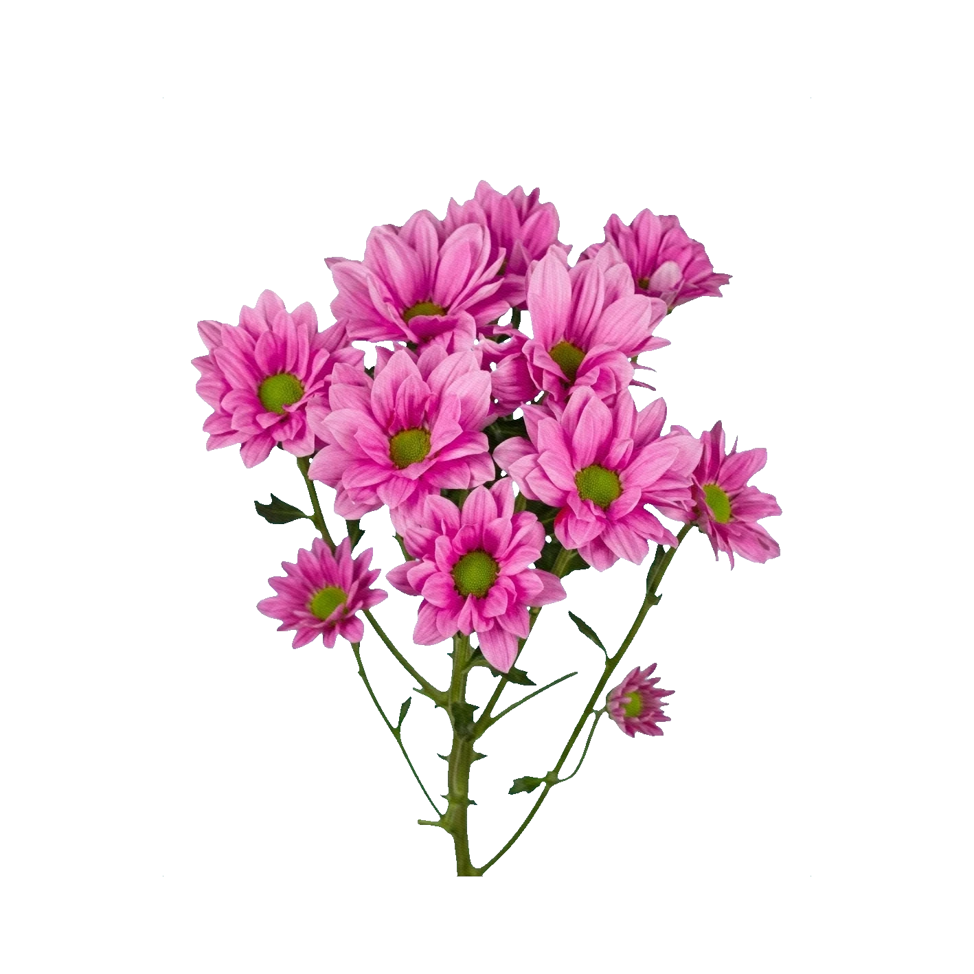 Chrysanthemum Bacardi Pink