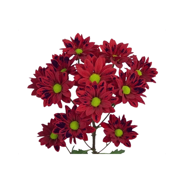 Chrysanthemum Bacardi Red