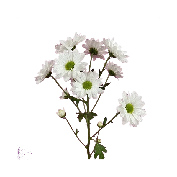 Chrysanthemum Bacardi White