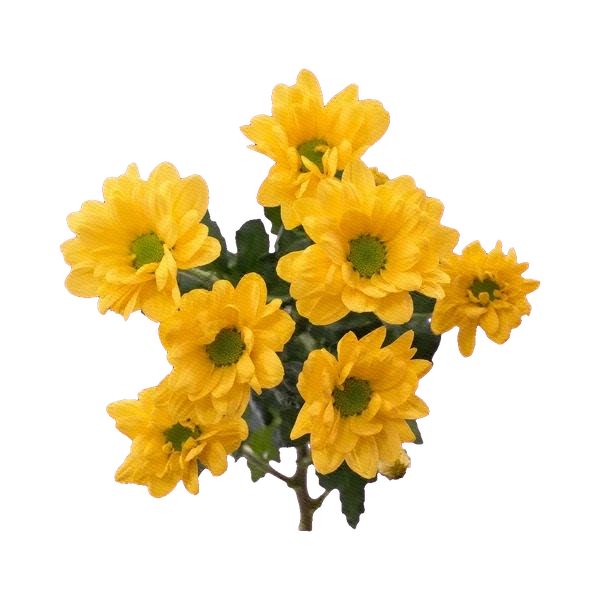 Chrysanthemum Bacardi Sunny