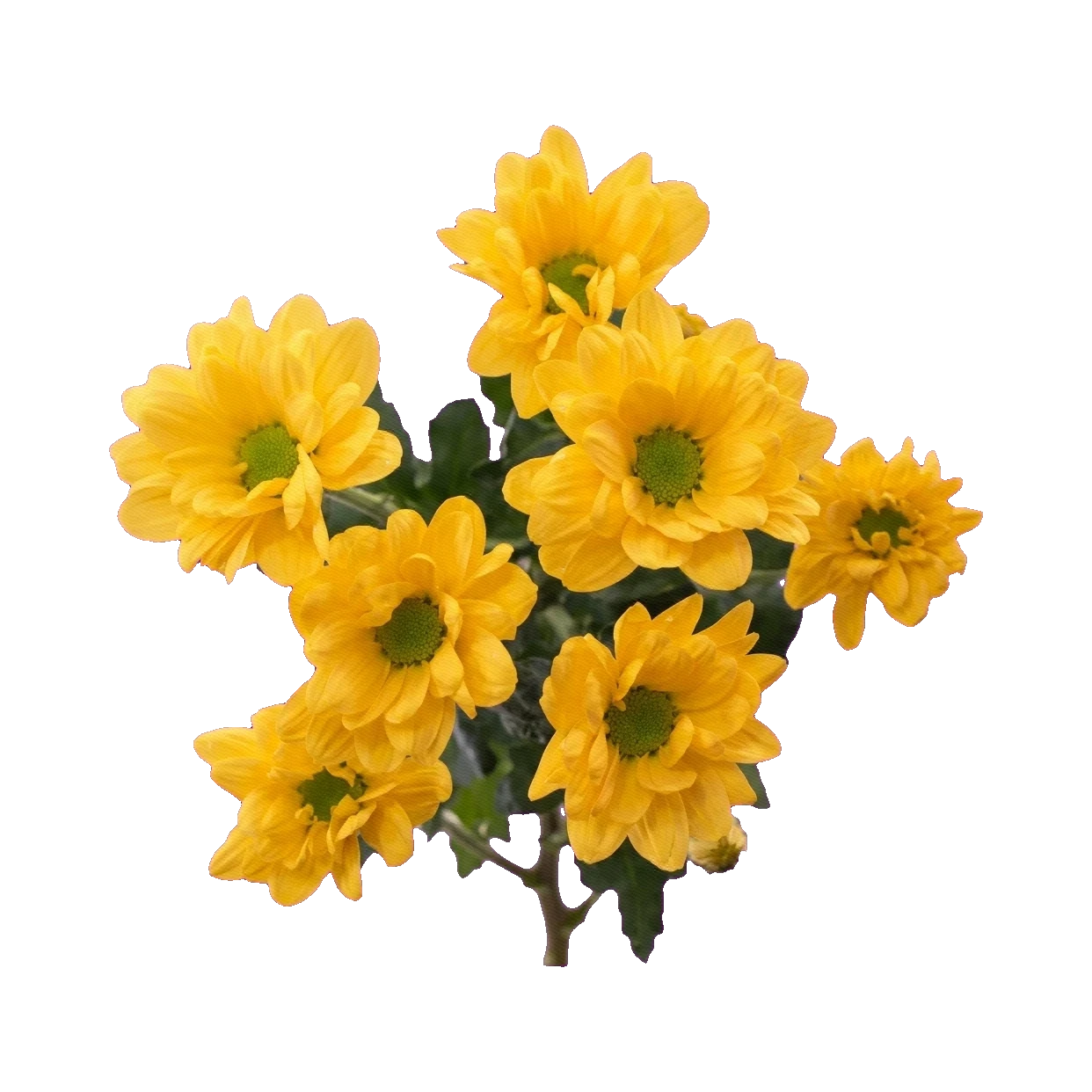 Chrysanthemum Bacardi Sunny