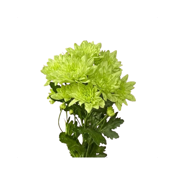 Chrysanthemum Baltica Green