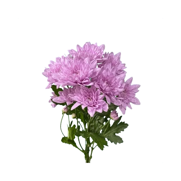 Chrysanthemum Baltica Lilac