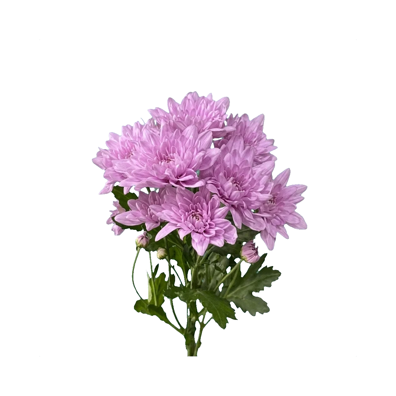 Chrysanthemum Baltica Lilac