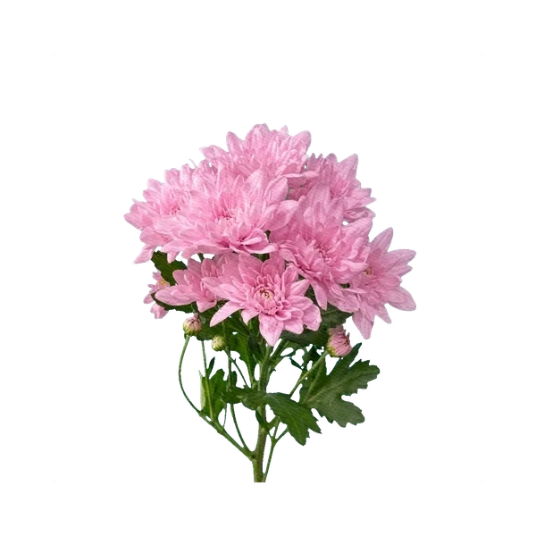 Chrysanthemum Baltica Pink