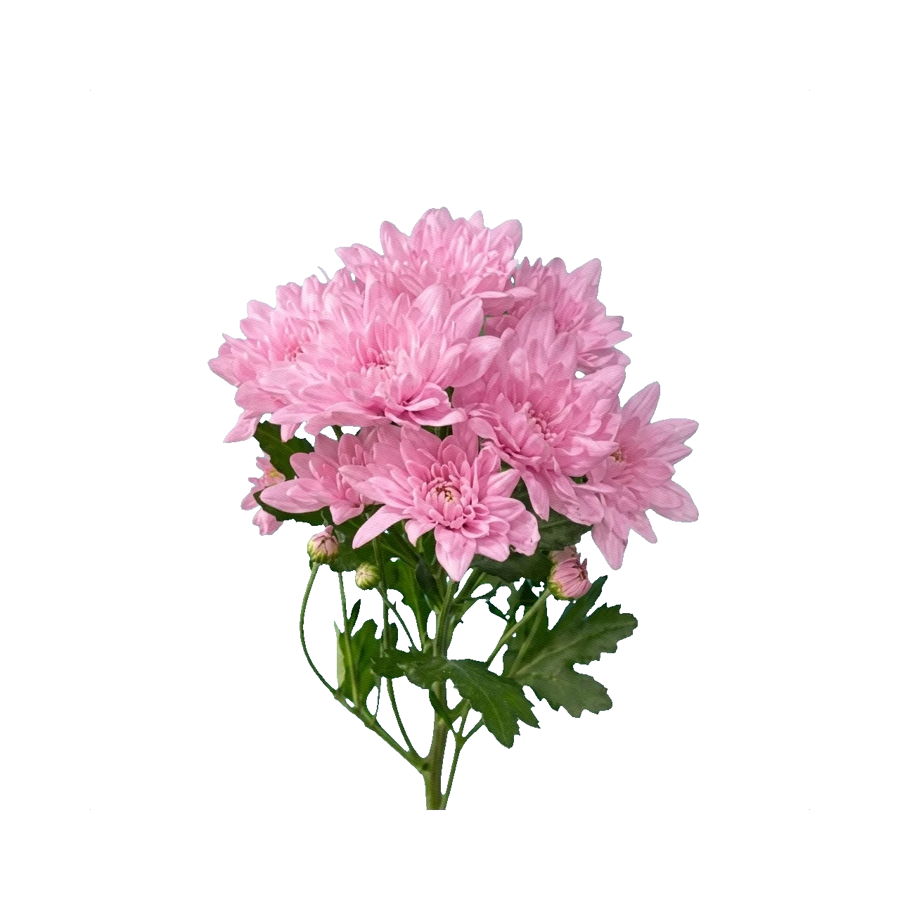 Chrysanthemum Baltica Pink
