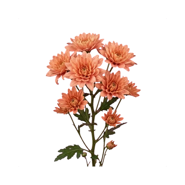 Chrysanthemum Baltica Salmon