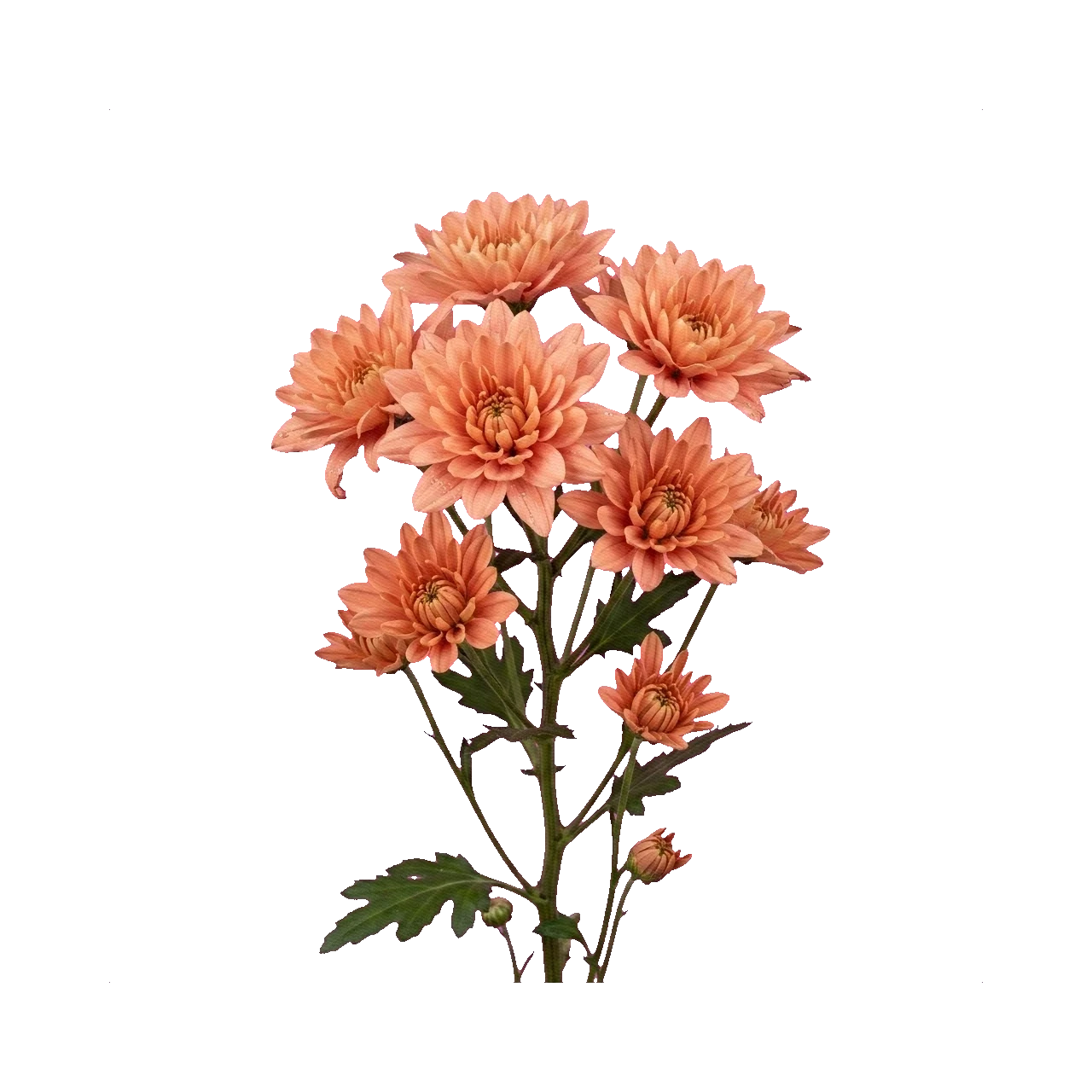 Chrysanthemum Baltica Salmon