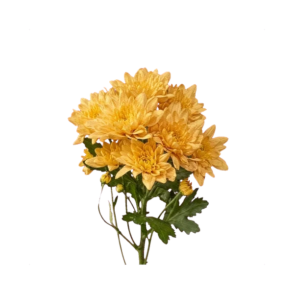 Chrysanthemum Baltica Yellow