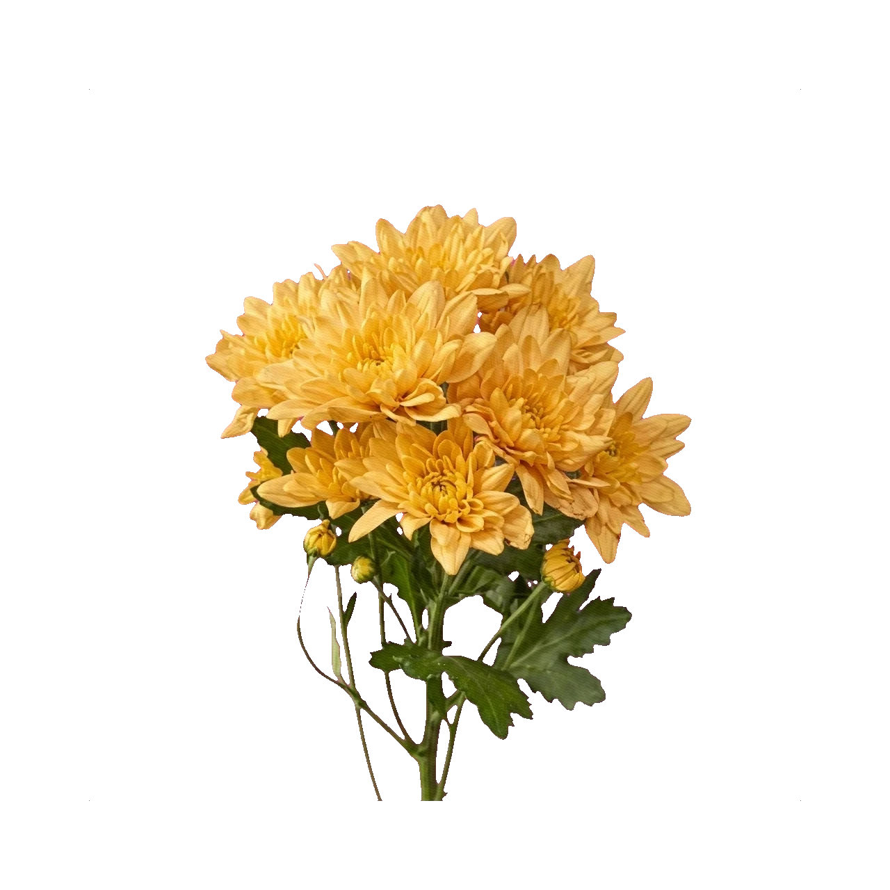Chrysanthemum Baltica Yellow