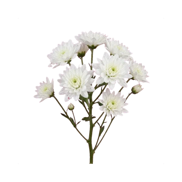 Chrysanthemum Baltica White