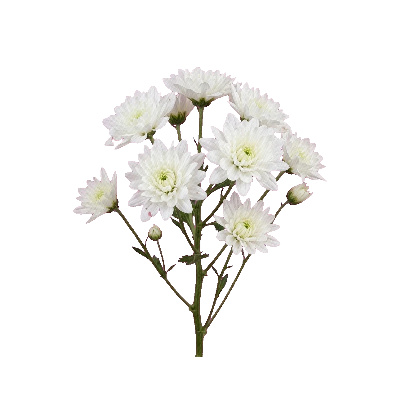 Chrysanthemum Baltica White