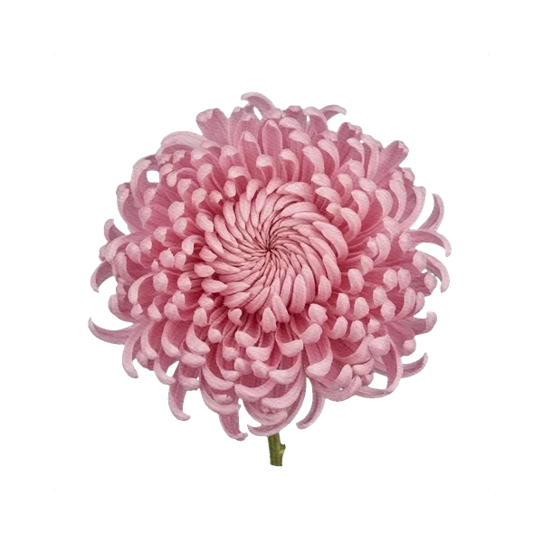 Chrysanthemum Bigoudi Pink