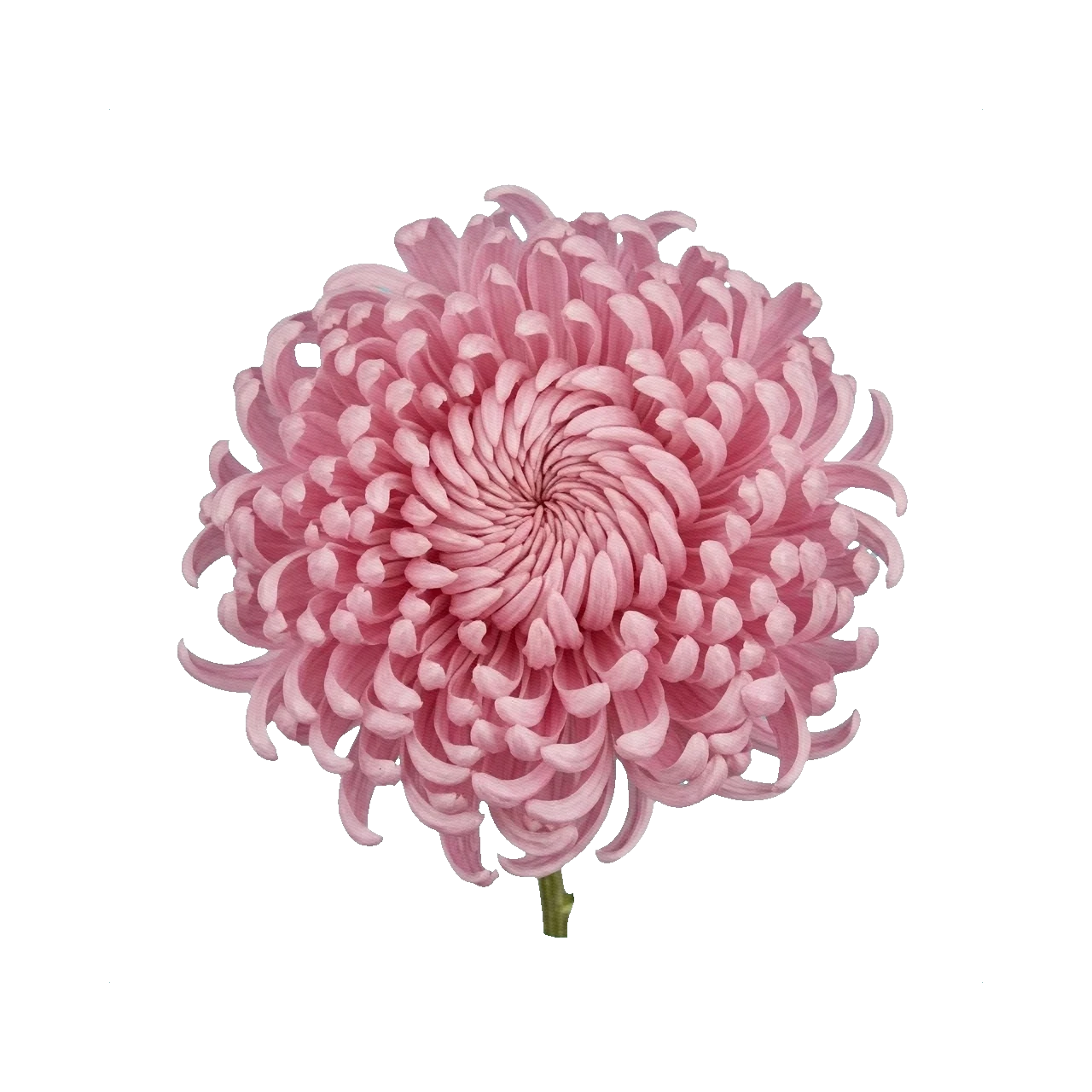 Chrysanthemum Bigoudi Pink