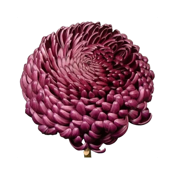 Chrysanthemum Bigoudi Purple