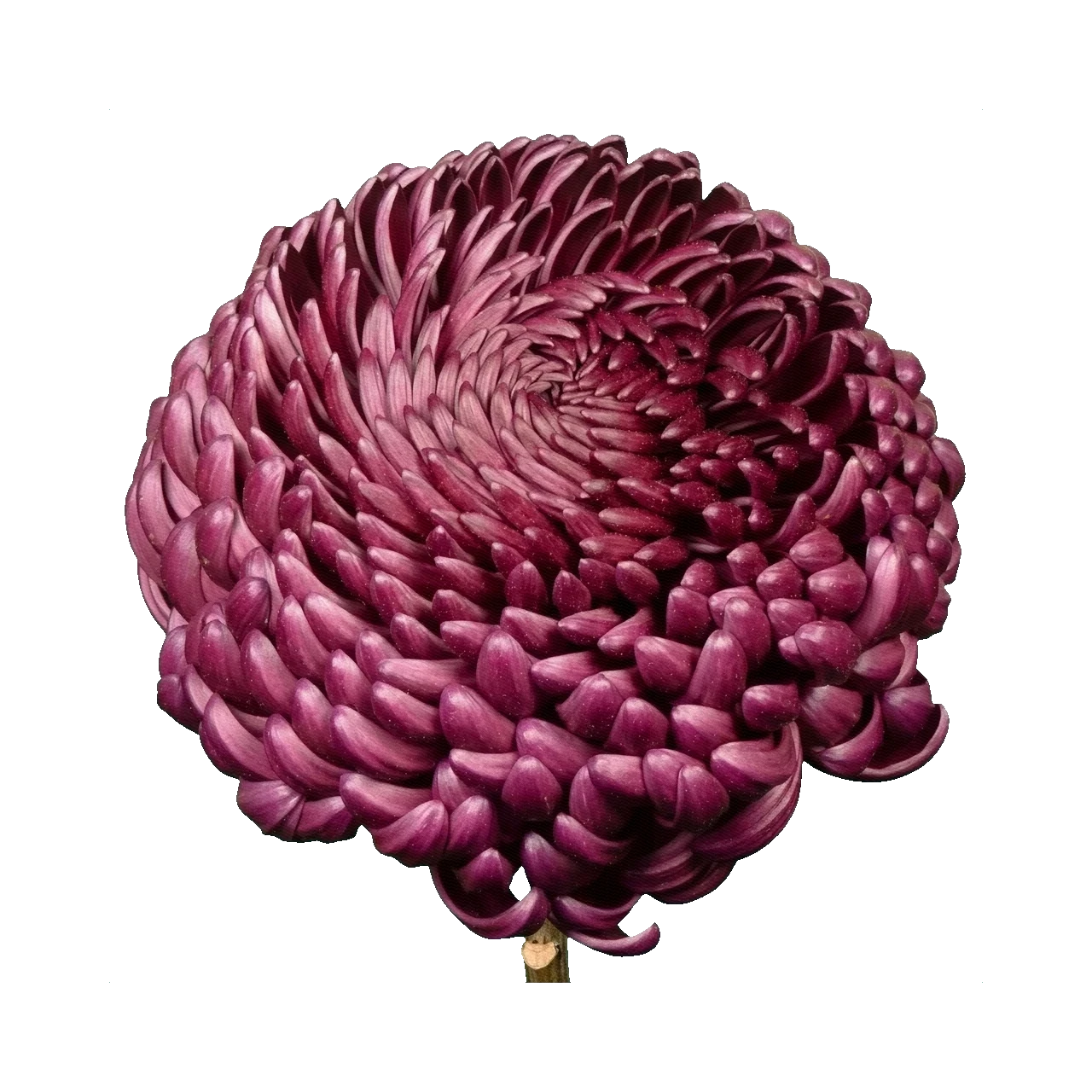 Chrysanthemum Bigoudi Purple