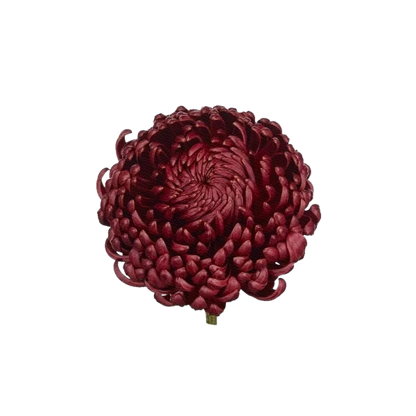 Chrysanthemum Bigoudi Red