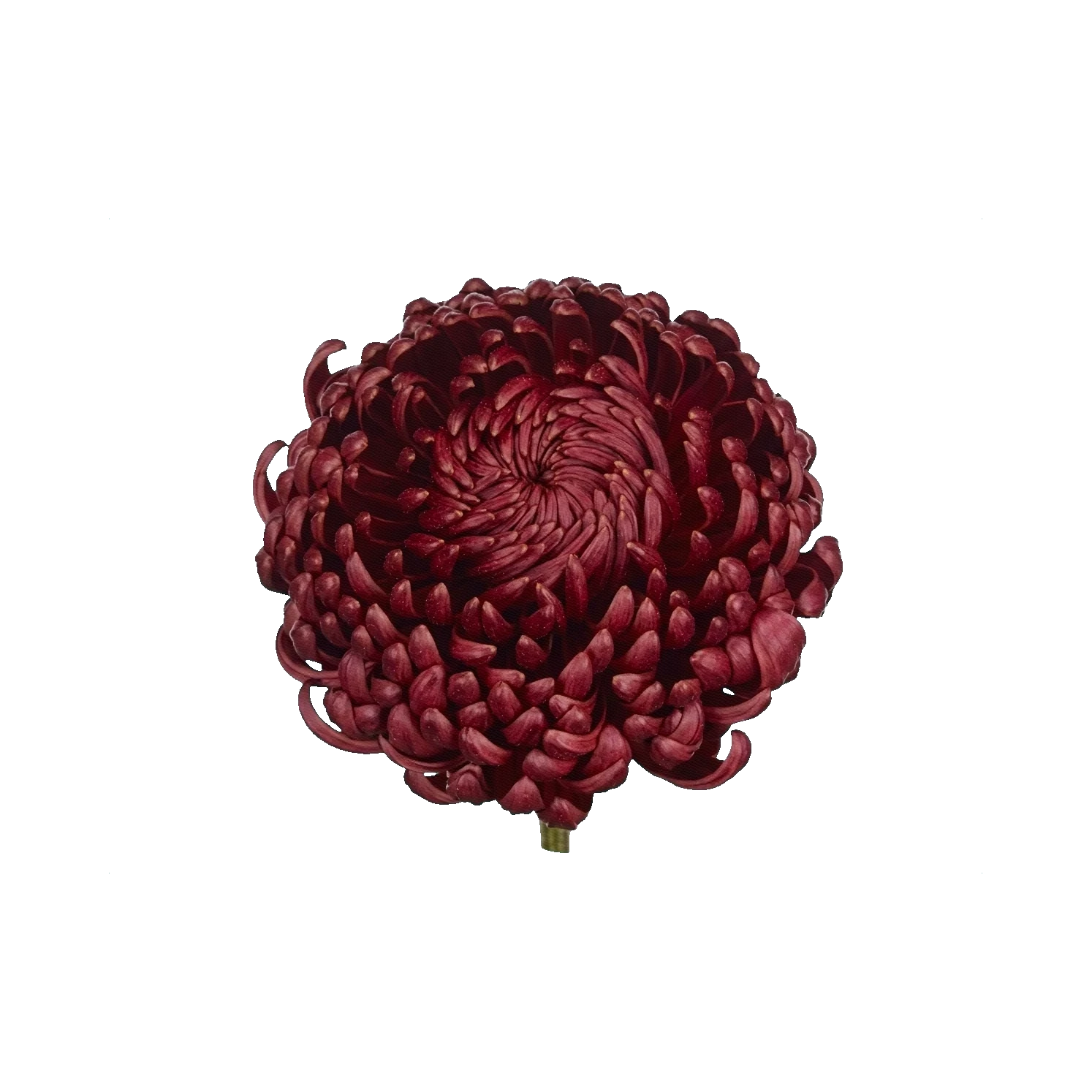 Chrysanthemum Bigoudi Red