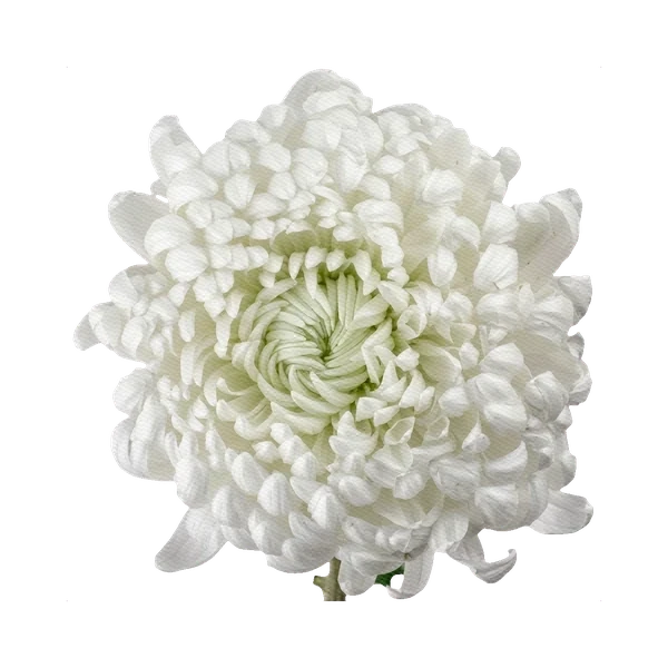 Chrysanthemum Bigoudi White