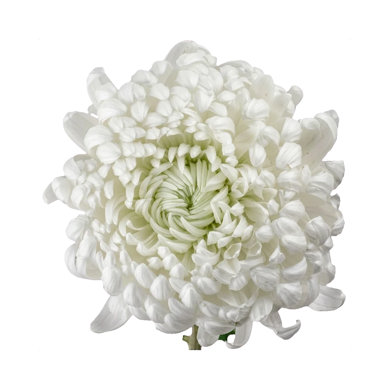 Chrysanthemum Bigoudi White