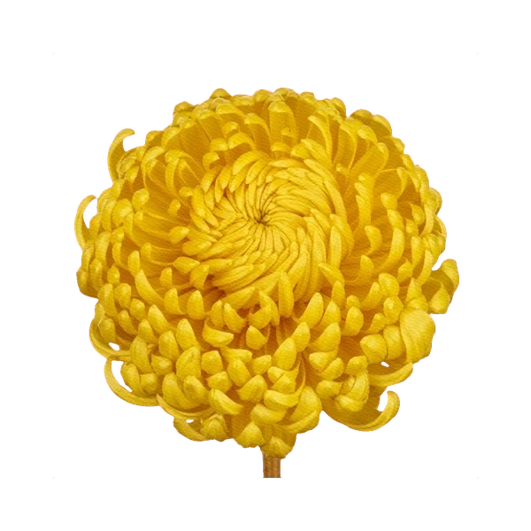Chrysanthemum Bigoudi Yellow