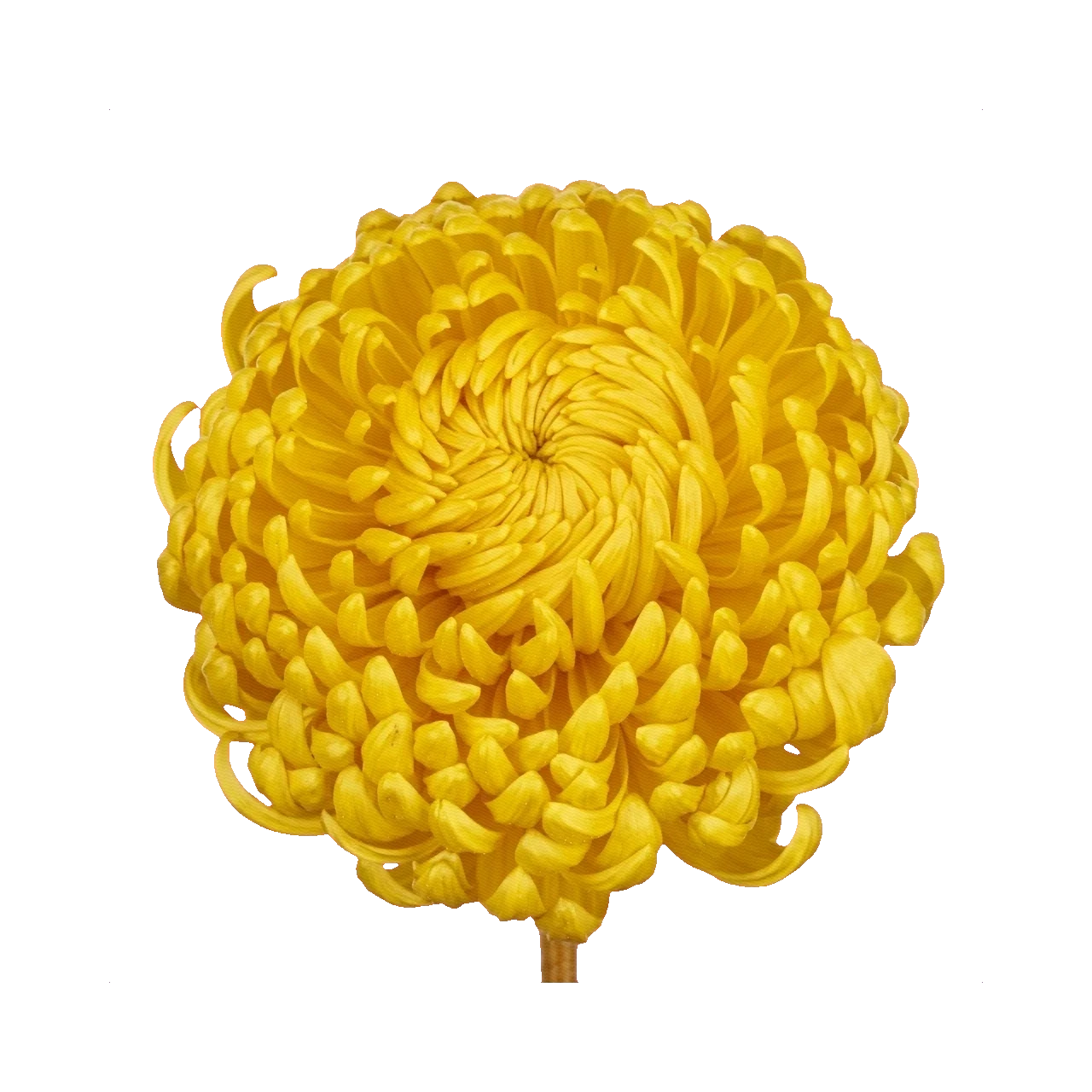 Chrysanthemum Bigoudi Yellow