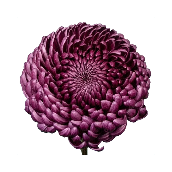 Chrysanthemum Dante Purple