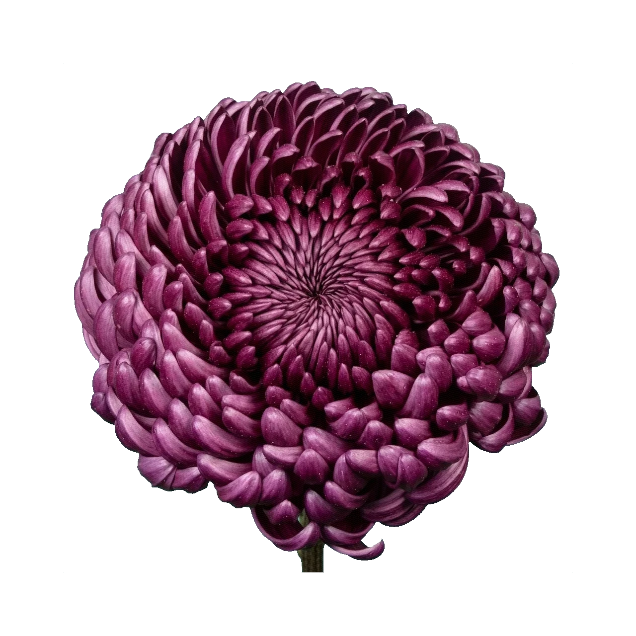 Chrysanthemum Dante Purple