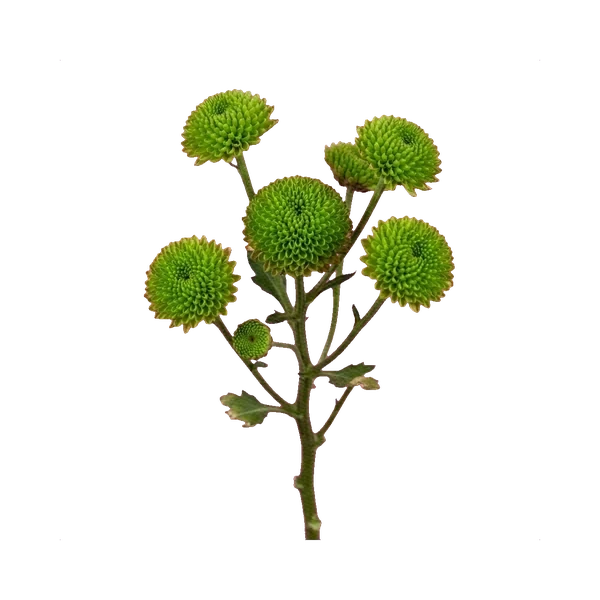 Chrysanthemum Feeling Green