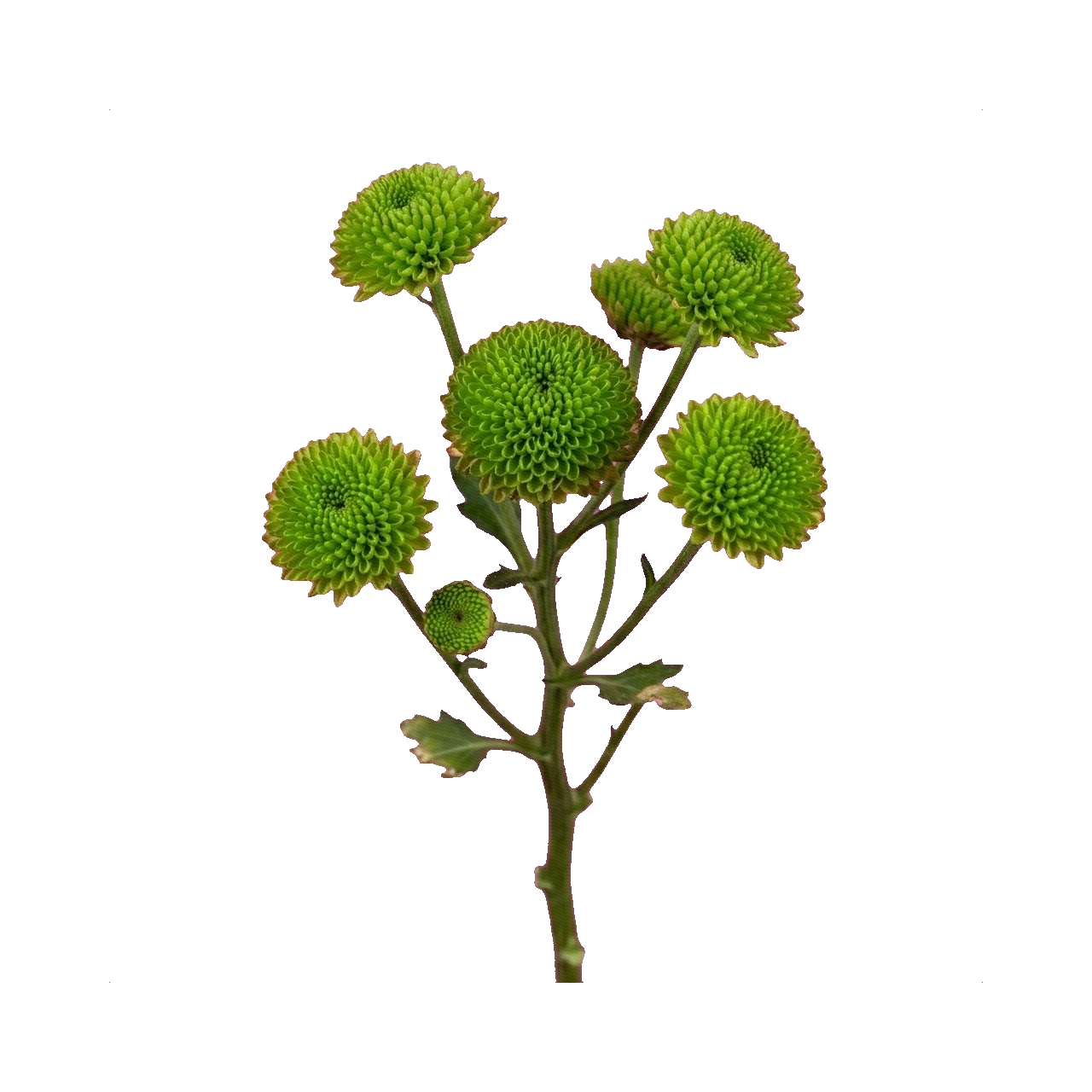 Chrysanthemum Feeling Green